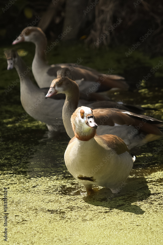 Flock of geese Flock of geese