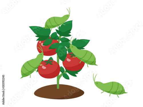 アブラムシのついたトマトの苗のイラスト