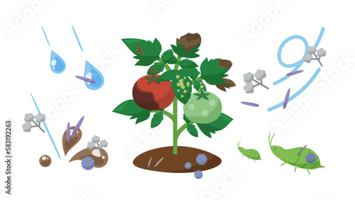 野菜の病気の感染経路のイラスト