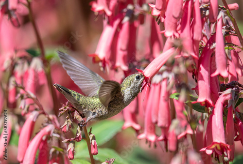 Annas Hummingbird feeding on Pink Cape Fuchsia flowers
