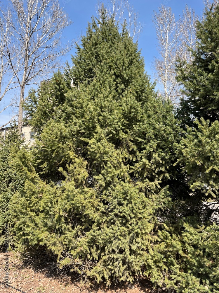 pine tree in the forest