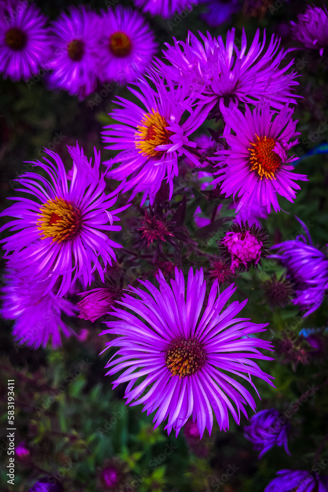 flower flower