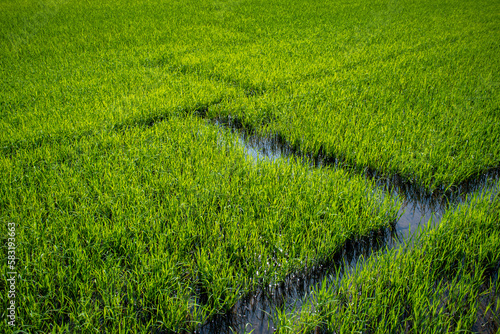 green rice field with water way in zikzak line