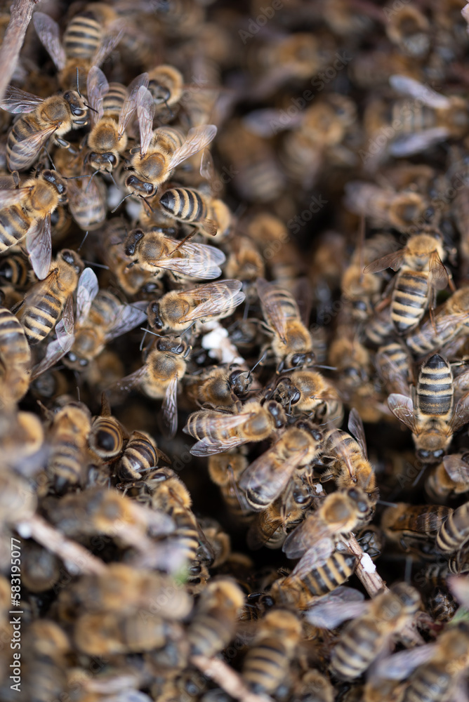Honey bees. Honey bees.