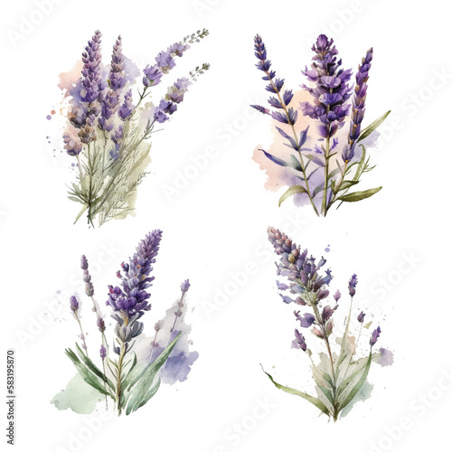 Lavender. Set of watercolor lavender flowers and symbols on the white background, aquarelle. Vector illustration. Hand-drawn floral decorative elements useful for invitations, scrapbooking, design.