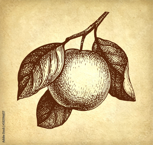 Apple with leaves ink sketch.