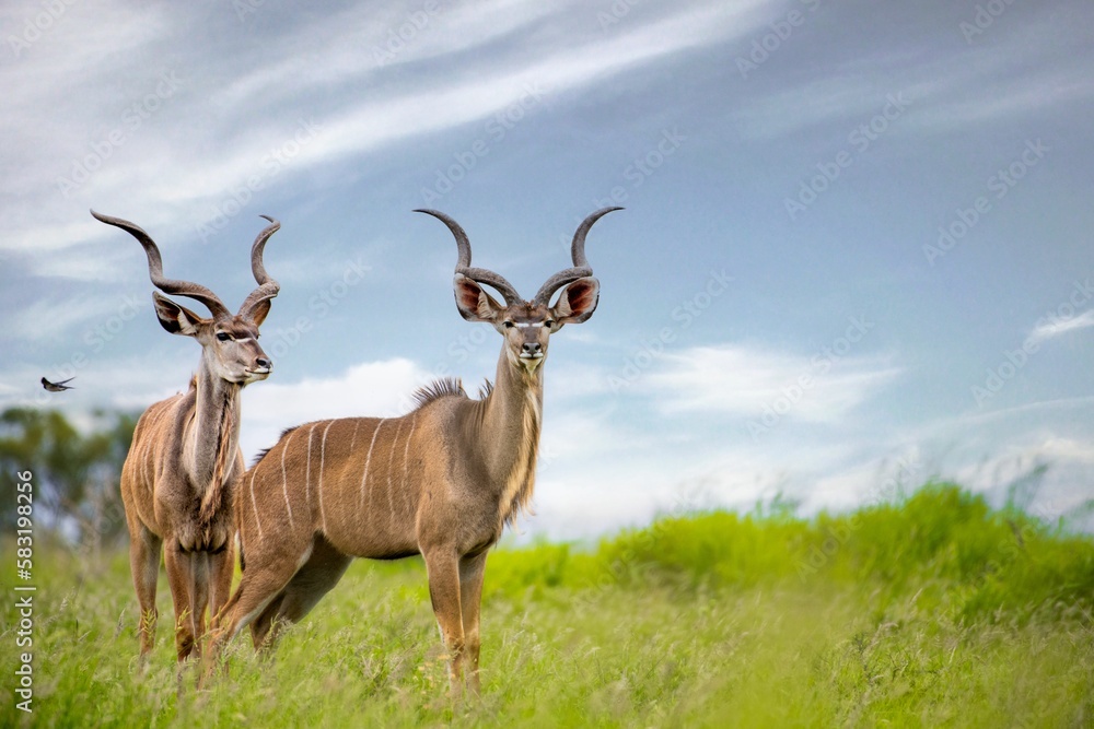 Beautiful shot of kudus in a green field during the day Beautiful shot of kudus in a green field during the day