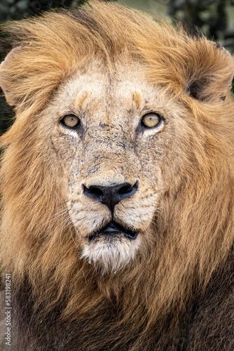 Fototapeta Naklejka Na Ścianę i Meble -  Vertical portrait of a majestic lion with a brown mane looking at the camera