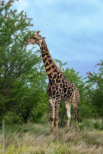 Vertical shot of a giraffe eating the leaves of a tree in an African safari