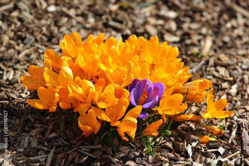 Spring crocus flowers, or Crocus vernus in a garden