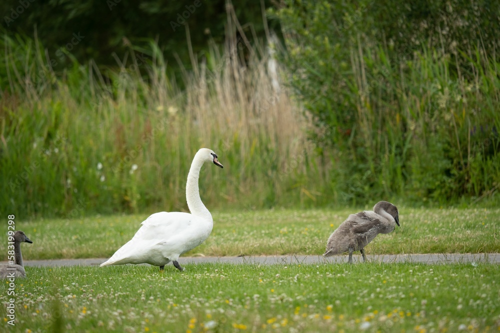 Obraz premium White swan and gray goslings walking around on a grassy field