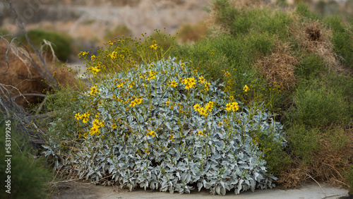 An example of desert brittle bush with yellow daisy like flowers in a dry wash near Palm Springs California.  photo