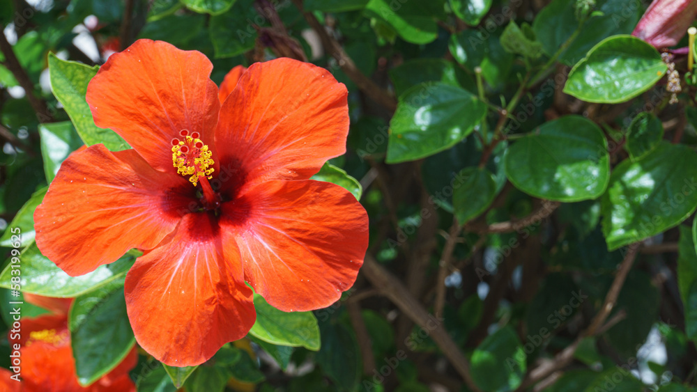 Chinese Hibiscus Rosa Sinensis Flower on green nature background. Malvaceae flower family. Chinese Hibiscus Rosa Sinensis Flower on green nature background. Malvaceae flower family.