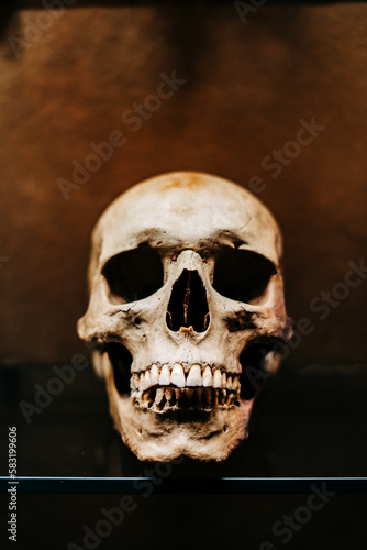 Haunting photograph of skulls