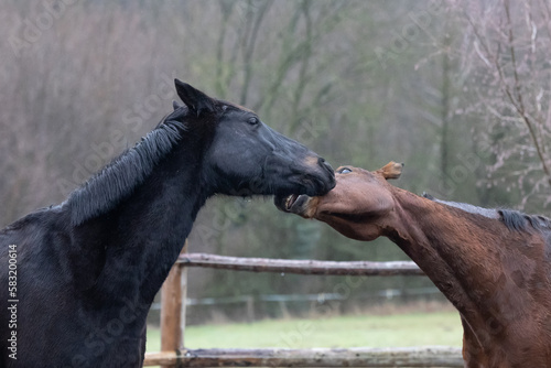 Warmblut Pferde beim Spielen im Winter auf einem Paddock  photo