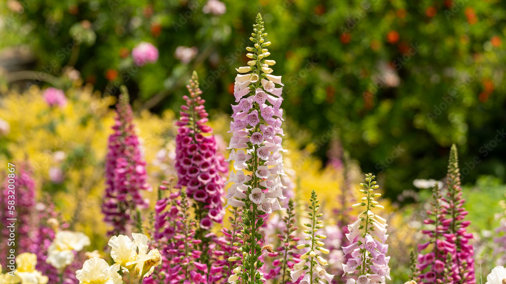 Hollyhock flowers with a beautiful spring like feel. Hollyhock flowers with a beautiful spring like feel.