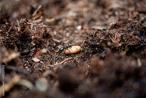 ants in an anthill © Ordasi  Tatyjana
