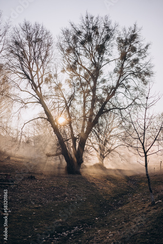 Foggy evening in the village