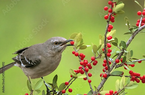 Canvas Print Close-up of a North American singing mockingbird (Mimus polyglottos) eating red