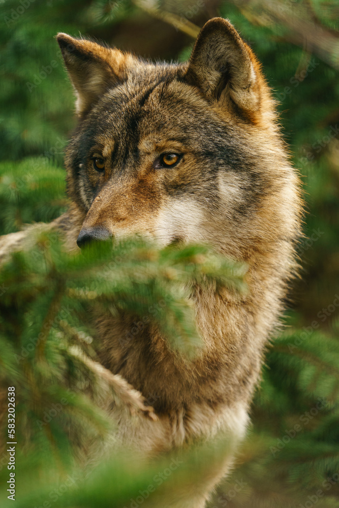 Fototapeta premium Grey wolf