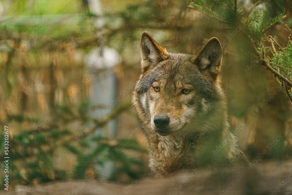 Fototapeta premium Grey wolf