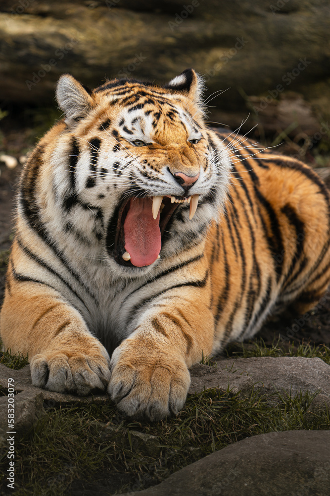 Siberian tiger