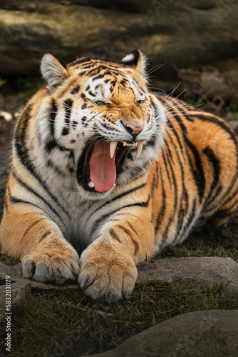 Siberian tiger © Josef