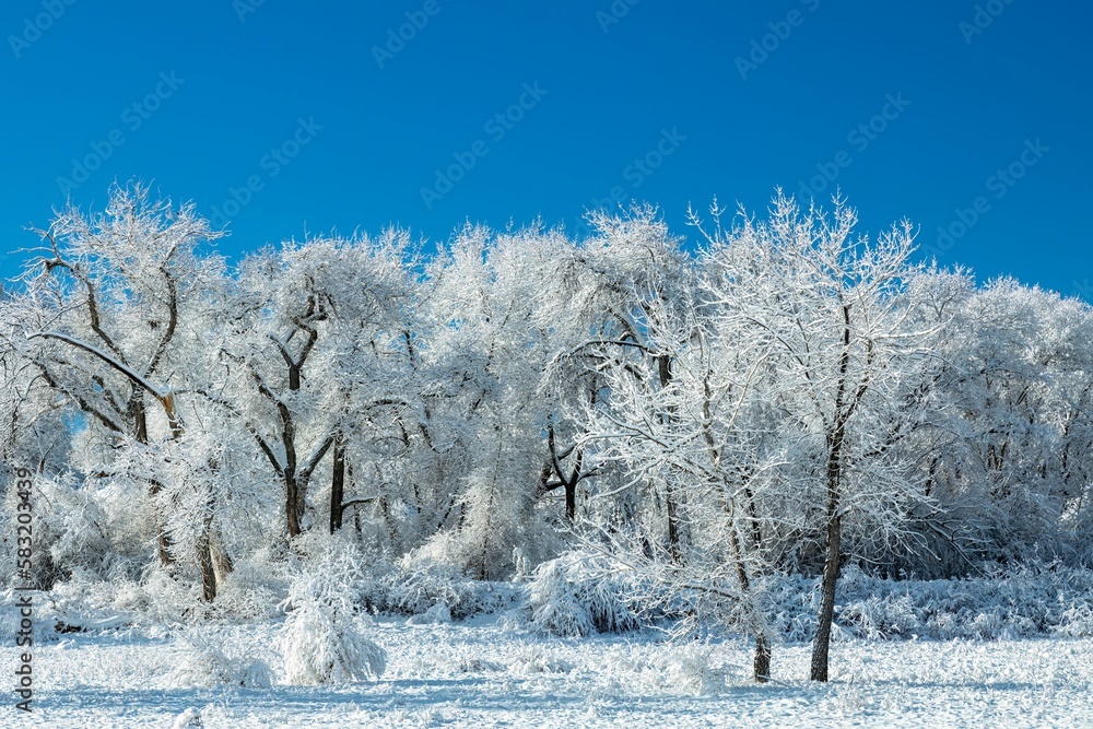 Winter landscape of a snow-covered field in the daylight with beautiful frozen trees Winter landscape of a snow-covered field in the daylight with beautiful frozen trees