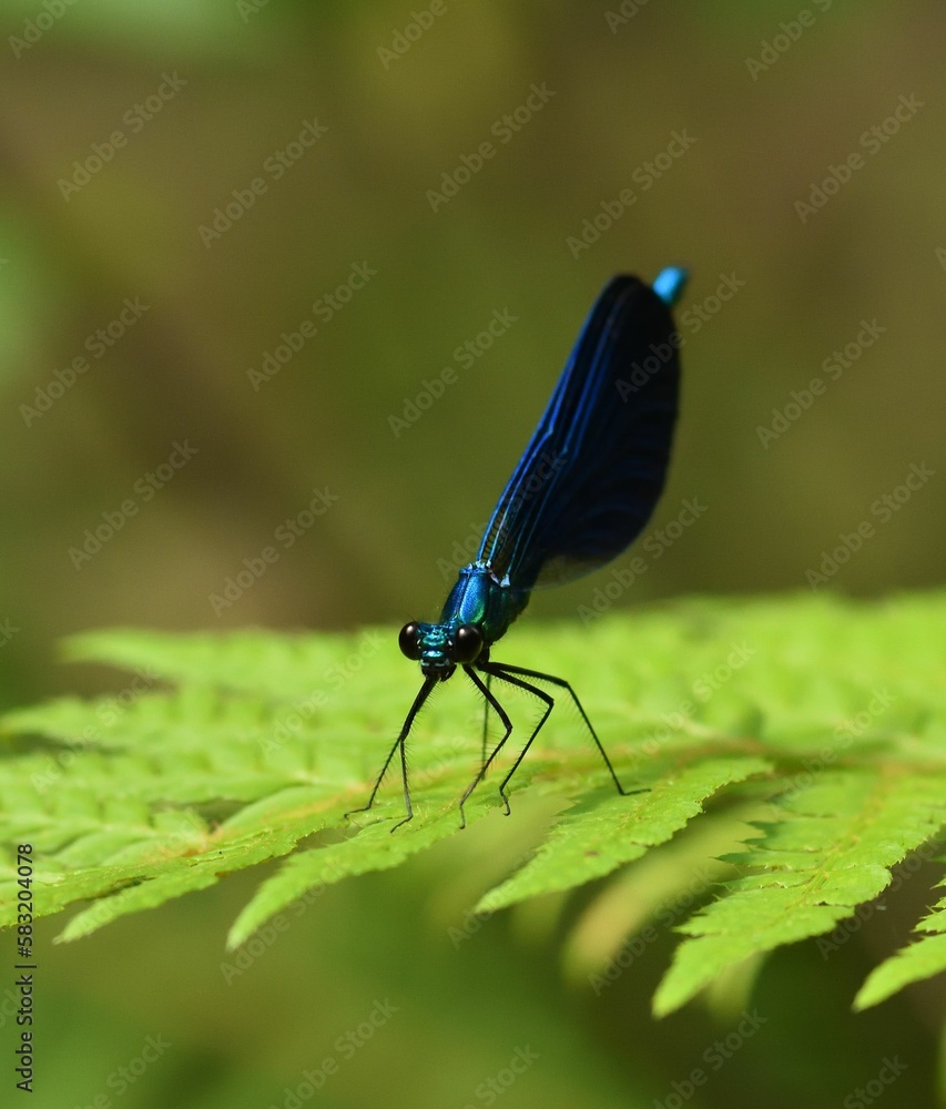 A Close-up Look at a Blue Dragonflys Wing. A Close-up Look at a Blue Dragonflys Wing.