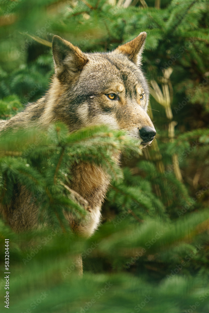 Grey wolf Grey wolf