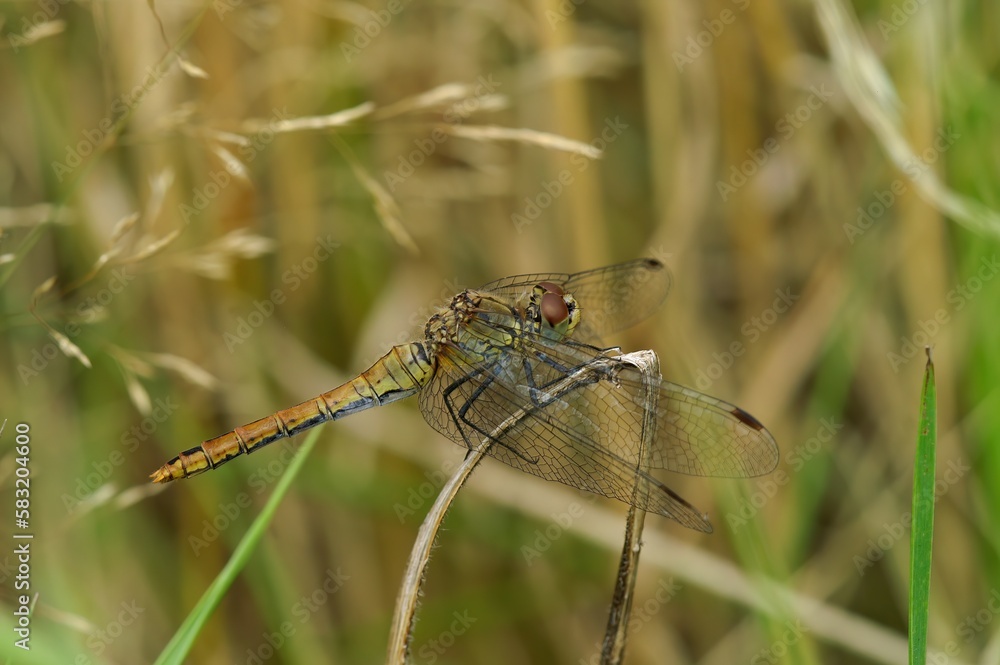 Closeup on a Ruddy darter, Sympetrum sanguineum perched on a straw Closeup on a Ruddy darter, Sympetrum sanguineum perched on a straw