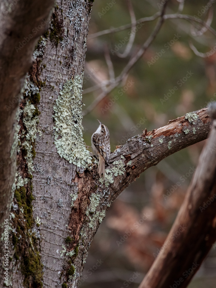 Vertical shot of a bird perched on a mossy tree trunk Vertical shot of a bird perched on a mossy tree trunk