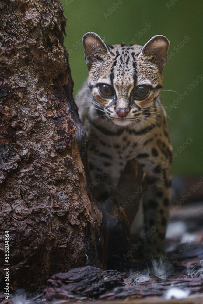 Naklejka premium Margay