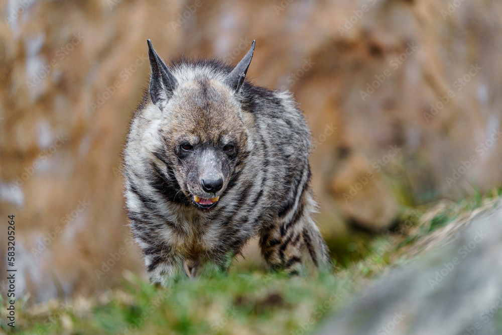 Fototapeta premium Arabian Striped hyaena