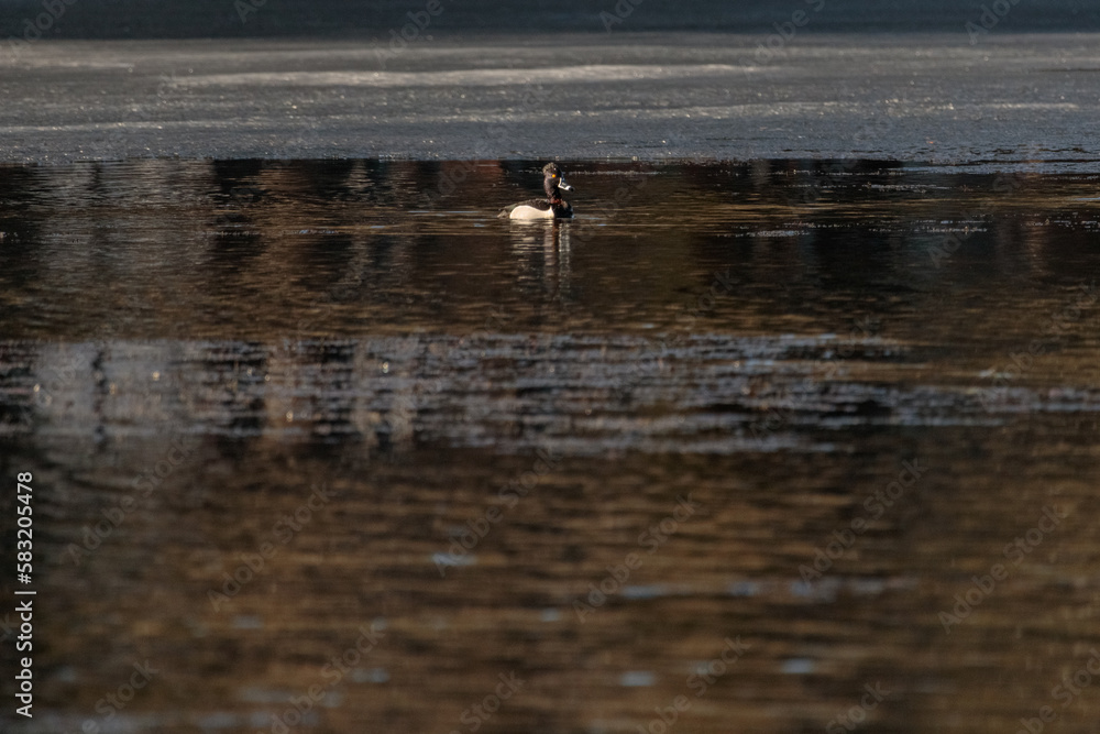 Duck swimming in a dark lake in the forest on a gloomy day