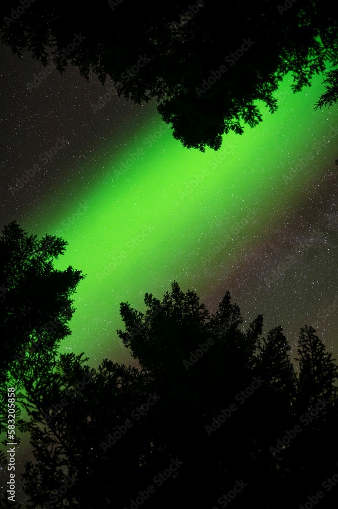 Low angle shot of trees with northern lights in background at night