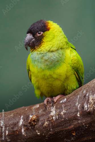 Nanday conure photo