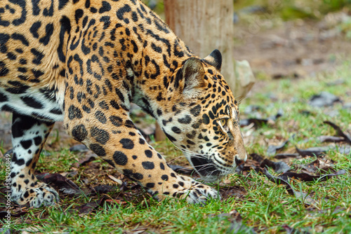Jaguar © Josef