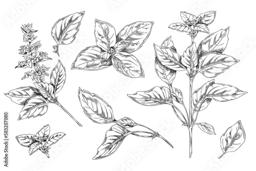 Basil botanical set of ink sketch style vector illustrations isolated on white.