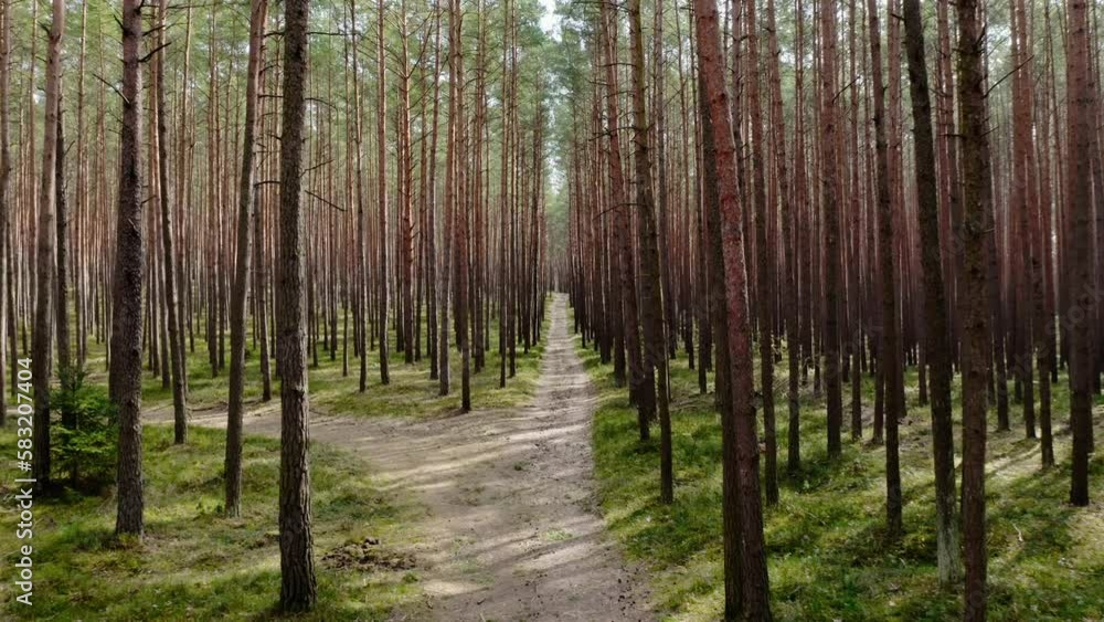 Aerial drone view of a sandy road path trail in spring. Common pine forest, spring woodland aerial shot. Drone fly over green coniferous Pinus sylvestris trees. Straight fligh in in real time 4k UHD. Aerial drone view of a sandy road path trail in spring. Common pine forest, spring woodland aerial shot. Drone fly over green coniferous Pinus sylvestris trees. Straight fligh in in real time 4k UHD.