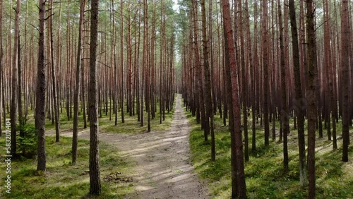 Aerial drone view of a sandy road path trail in spring. Common pine forest, spring woodland aerial shot. Drone fly over green coniferous Pinus sylvestris trees. Straight fligh in in real time 4k UHD.