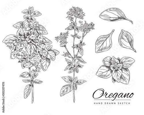 Oregano hand drawn botanical set of ink sketch vector illustration isolated.