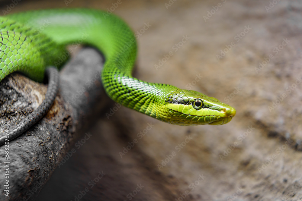Arboreal ratsnake Arboreal ratsnake