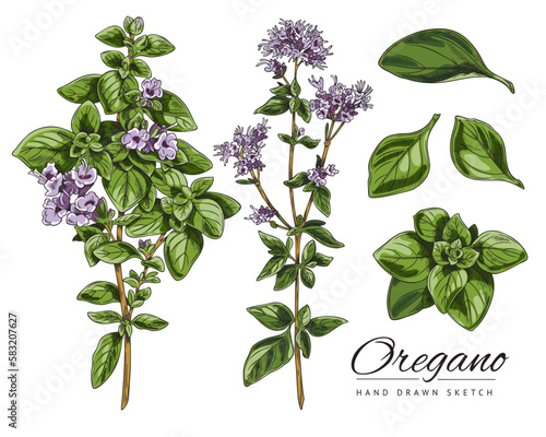 Oregano branches with leaves and flowers, sketch vector illustration isolated on white background.