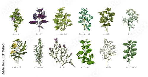 Set of hand drawn colorful herbs with titles sketch style