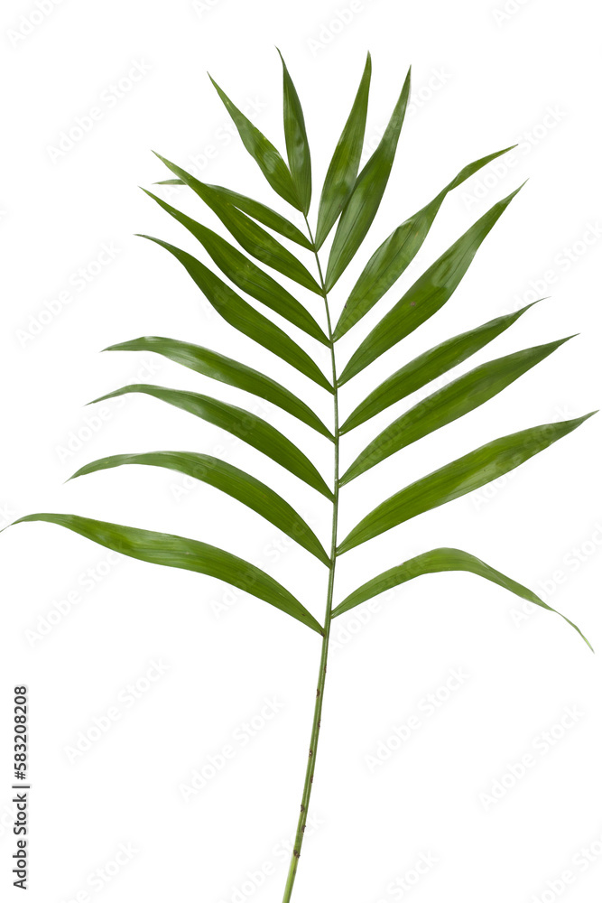 Green palm leaf isolated on white background ideal for design elements, tropical leaf, summer Green palm leaf isolated on white background ideal for design elements, tropical leaf, summer