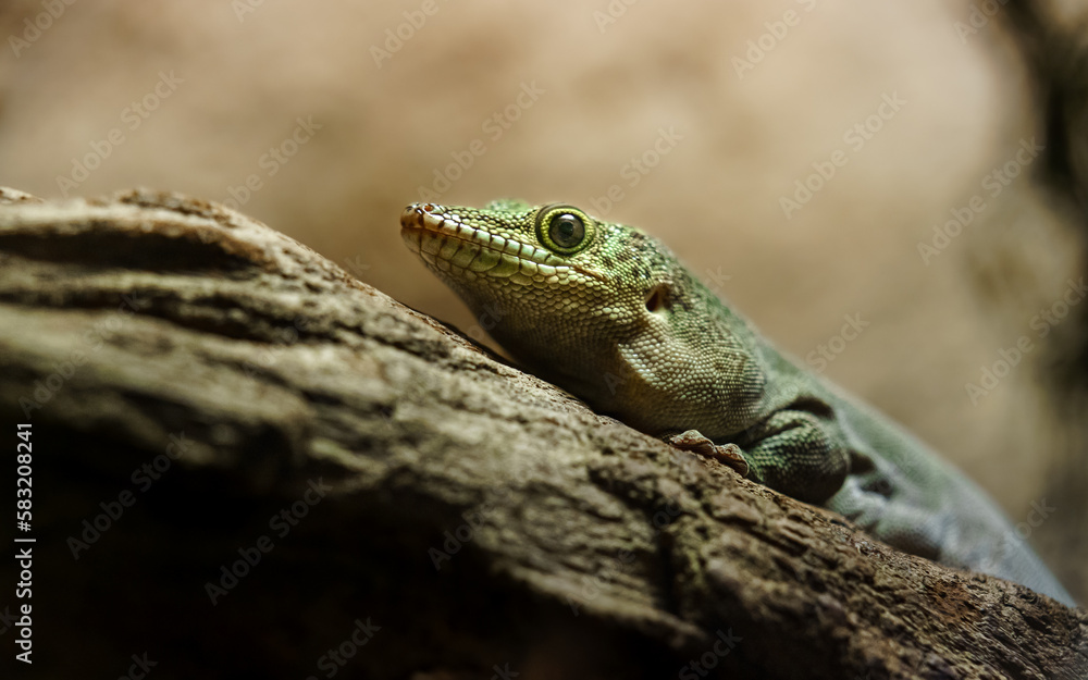 Naklejka premium Standing's day gecko
