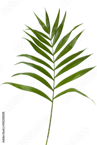 Green palm leaf isolated on white background ideal for design elements  tropical leaf  summer