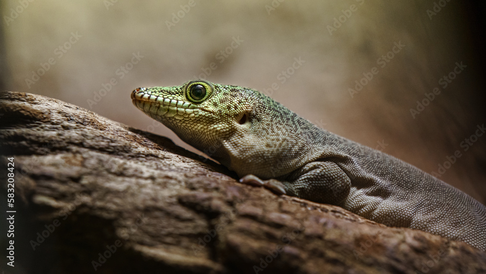 Fototapeta premium Standing's day gecko
