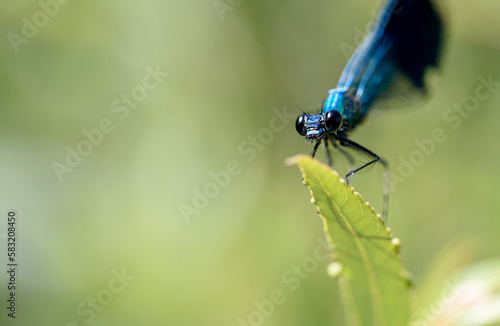 Blue dragonfly on plant